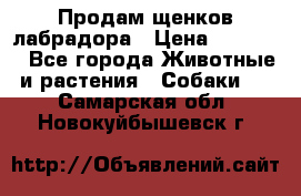 Продам щенков лабрадора › Цена ­ 20 000 - Все города Животные и растения » Собаки   . Самарская обл.,Новокуйбышевск г.